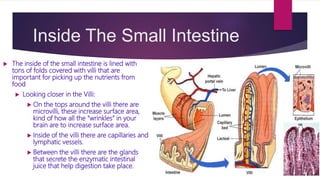 Inside The Small Intestine
 The inside of the small intestine is lined with
tons of folds covered with villi that are
important for picking up the nutrients from
food
 Looking closer in the Villi:
 On the tops around the villi there are
microvilli, these increase surface area,
kind of how all the “wrinkles” in your
brain are to increase surface area.
 Inside of the villi there are capillaries and
lymphatic vessels.
 Between the villi there are the glands
that secrete the enzymatic intestinal
juice that help digestion take place.
 