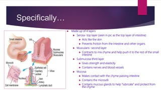 Specifically…
 Made up of 4 layers
 Serosa- top layer (seen in pic as the top layer of intestine)
 Acts like the skin
 Prevents friction from the intestine and other organs
 Muscularis- second layer
 Contracts to mix chyme and help push it to the rest of the small
intestine
 Submucosa-third layer
 Gives strength and elasticity
 Contains nerves and blood vessels
 Mucosa
 Makes contact with the chyme passing intestine
 Contains the microvilli
 Contains mucous glands to help “lubricate” and protect from
the chyme
 