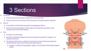 3 Sections
 Duodenum
 Shortest part of small intestine, located inferior to the stomach.
 Chyme comes from the stomach into the duodenum through the pyloric sphincter.
 Jejunum
 Connected to small intestine through the duodenojejunal flexure.
 Chyme comes from duodenum into the jejunum through the contractions of the
muscularis layer of the small intestine.
 Ilium
 Third part of small intestine
 No distinct separation between this part and the jejunum except for “changes in it’s
anatomical structure”
 The distal end of the ilium is called the “terminal ilium” where the ileocecal sphincter
controls the flow rate of chyme entering the large intestine
 Located in umbilical and hypogastric regions in the right side of the abdominopelvic
cavities.
 