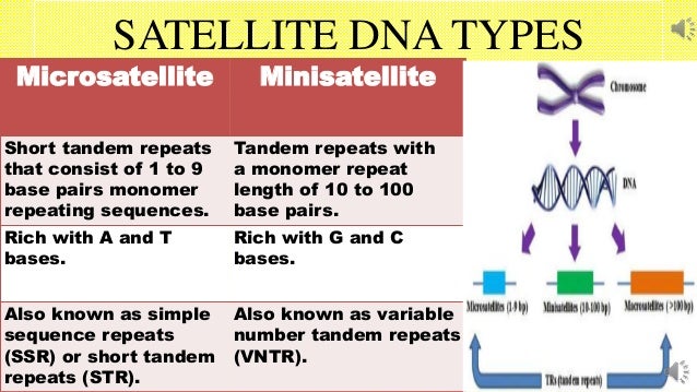 Molecular Basis of Inheritance : DNA Profiling : Brief History and Sa…