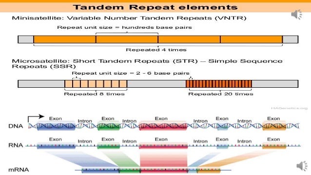 Molecular Basis of Inheritance : DNA Profiling : Brief History and Sa…