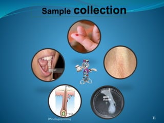 DNA fingerprinting 11
 