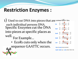 Restriction Enzymes :
1) Used to cut DNA into pieces that are specific to
each individual persons DNA.
Specific Enzymes cut the DNA
into pieces at specific places as
well.
For Example…
• EcoR1 cuts only when the
sequence GAATTC occurs.
 