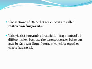  The sections of DNA that are cut out are called
restriction fragments.
 This yields thousands of restriction fragments of all
different sizes because the base sequences being cut
may be far apart (long fragment) or close together
(short fragment).
 