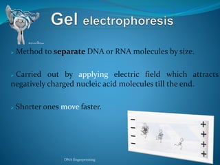  Method to separate DNA or RNA molecules by size.
 Carried out by applying electric field which attracts
negatively charged nucleic acid molecules till the end.
 Shorter ones move faster.
DNA fingerprinting 18
 