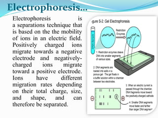 Electrophoresis…
Electrophoresis is
a separations technique that
is based on the the mobility
of ions in an electric field.
Positively charged ions
migrate towards a negative
electrode and negatively-
charged ions migrate
toward a positive electrode.
Ions have different
migration rates depending
on their total charge, size,
and shape, and can
therefore be separated.
 