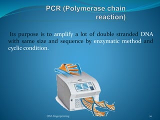 Its purpose is to amplify a lot of double stranded DNA
with same size and sequence by enzymatic method and
cyclic condition.
DNA fingerprinting 20
 