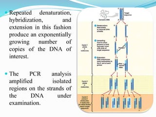  Repeated denaturation,
hybridization, and
extension in this fashion
produce an exponentially
growing number of
copies of the DNA of
interest.
 The PCR analysis
amplified isolated
regions on the strands of
the DNA under
examination.
 