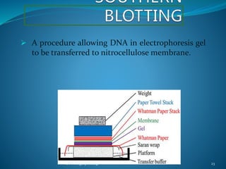  A procedure allowing DNA in electrophoresis gel
to be transferred to nitrocellulose membrane.
DNA fingerprinting 23
 