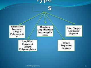 Restriction
Fragment
Length
Polymorphis
m
Amplified
Fragment
Length
Polymorphism
Random
Amplification
Polymorphic
DNA
Single
Sequence
Repeats
Inter Simple
Sequence
Repeats
DNA fingerprinting 24
 