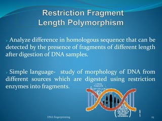  Analyze difference in homologous sequence that can be
detected by the presence of fragments of different length
after digestion of DNA samples.
 Simple language- study of morphology of DNA from
different sources which are digested using restriction
enzymes into fragments.
DNA fingerprinting 25
 