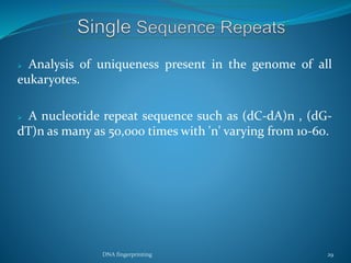  Analysis of uniqueness present in the genome of all
eukaryotes.
 A nucleotide repeat sequence such as (dC-dA)n , (dG-
dT)n as many as 50,000 times with 'n' varying from 10-60.
DNA fingerprinting 29
 
