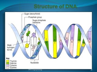 DNA fingerprinting 3
 
