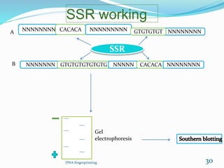 SSR working
NNNNNNNN CACACA NNNNNNNNN NNNNNNNN
NNNNNNN GTGTGTGTGTGTG NNNNN CACACA NNNNNNNN
SSR
A
B
Gel
electrophoresis
DNA fingerprinting 30
GTGTGTGT
 