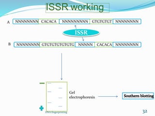 ISSR working
NNNNNNNN CACACA NNNNNNNNN GTGTGTGT NNNNNNNN
NNNNNNNN GTGTGTGTGTGTG NNNNN CACACA NNNNNNNN
ISSR
A
B
Gel
electrophoresis
DNA fingerprinting 32
 