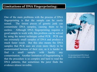 Limitations of DNA Fingerprinting:
An uncontaminated DNA blood
sample taken from a crime scene.
One of the main problems with the process of DNA
fingerprinting is that the sample can be easily
ruined. The tiniest pieces of genetic junk can
contaminate DNA samples, causing them to be
useless. Although DNA fingerprinting requires a
good sample to work with, this problem can be solved
by using the newer technique called PCR. PCR can
use extremely small samples of DNA and produce a
much faster result. But this also means the DNA
samples that PCR uses are even more likely to be
contaminated because of their size, as it is harder to
find a small sample with hardly any
contamination. Another limitation of fingerprinting is
that the procedure is so complex and hard to read the
DNA patterns, that sometimes the juror finds the
evidence almost invisible.
 