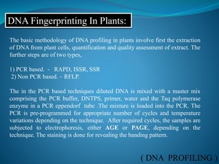 ( DNA PROFILING )
DNA Fingerprinting In Plants:
The basic methodology of DNA profiling in plants involve first the extraction
of DNA from plant cells, quantification and quality assessment of extract. The
further steps are of two types,
1) PCR based. - RAPD, ISSR, SSR
2) Non PCR based. – RFLP.
The in the PCR based techniques diluted DNA is mixed with a master mix
comprising the PCR buffer, DNTPS, primer, water and the Taq polymerase
enzyme in a PCR eppendorf tube .The mixture is loaded into the PCR. The
PCR is pre-programmed for appropriate number of cycles and temperature
variations depending on the technique. After required cycles, the samples are
subjected to electrophoresis, either AGE or PAGE, depending on the
technique. The staining is done for revealing the banding pattern.
 