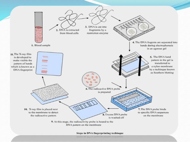 dna fingerprinting