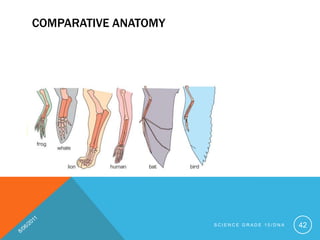 COMPARATIVE ANATOMY
S C I E N C E G R A D E 1 0 / D N A 42
 