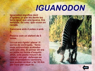 IGUANODON I guanadon significa dent d'iguana, ja que les dents les tenia igual que una iguana. Era herbívor. Es creu  que vivien en ramats. Caminava amb 4 potes o amb 2.  Pesava com un elefant de 5 tones.  La cua era rígida i plana i li servia de contrapés.  Tenia unes extremitats acabades amb uns dits. El primer dit era un polze en forma d'expolió  afilat, sols podia moure'l de costat i era per  defensar-se dels depredadors carnívors, que podien arribar a fer 35 Km per hora per caçar-lo. 