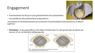 Engagement
• Franchissement du DS par le plus grand diamètre de la présentation
- est précédé par deux phénomènes préparatoires :
l’orientation et l’amoindrissement qui constituent l’accommodation foeto-pelvienne au détroit
supérieur.
• Orientation : le plus grand Ø du crane fœtal s’oriente dans l’un des grands axes du bassin qui
mesure 12 cm, svt diamètre oblique gauche
 