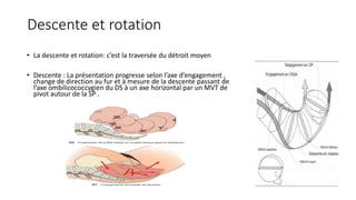 Descente et rotation
• La descente et rotation: c’est la traversée du détroit moyen
• Descente : La présentation progresse selon l’axe d’engagement ,
change de direction au fur et à mesure de la descente passant de
l’axe ombilicococcygien du DS à un axe horizontal par un MVT de
pivot autour de la SP .
 