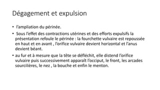 Dégagement et expulsion
• l’ampliation du périnée.
• Sous l’effet des contractions utérines et des efforts expulsifs la
présentation refoule le périnée : la fourchette vulvaire est repoussée
en haut et en avant , l’orifice vulvaire devient horizontal et l’anus
devient béant.
• au fur et à mesure que la tête se défléchit, elle distend l’orifice
vulvaire puis successivement apparaît l’occiput, le front, les arcades
sourcilières, le nez , la bouche et enfin le menton.
 