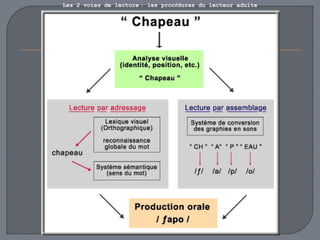 Les 2 voies de lecture : les procédures du lecteur adulte 
 