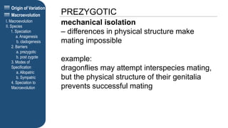 Origin of Variation
PREZYGOTIC
I. Macroevolution
II. Species
1. Speciation
a. Anagenesis
b. cladogenesis
2. Barriers
a. prezygotic
b. post zygote
3. Modes of
Specification
a. Allopatric
b. Sympatric
4. Speciation to
Macroevolution
Macroevolution
mechanical isolation
– differences in physical structure make
mating impossible
example:
dragonflies may attempt interspecies mating,
but the physical structure of their genitalia
prevents successful mating
 
