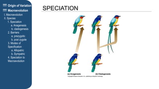 Origin of Variation
SPECIATION
I. Macroevolution
II. Species
1. Speciation
a. Anagenesis
b. cladogenesis
2. Barriers
a. prezygotic
b. post zygote
3. Modes of
Specification
a. Allopatric
b. Sympatric
4. Speciation to
Macroevolution
Macroevolution
 