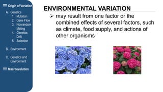 Origin of Variation
ENVIRONMENTAL VARIATION
A. Genetics
1. Mutation
2. Gene Flow
3. Nonrandom
Mating
4. Genetics
Drift
5. Selection
B. Environment
C. Genetics and
Environment
Macroevolution
 may result from one factor or the
combined effects of several factors, such
as climate, food supply, and actions of
other organisms
 