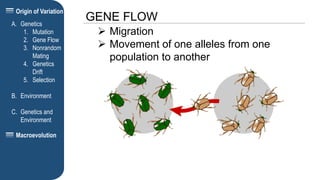 Origin of Variation
GENE FLOW
A. Genetics
1. Mutation
2. Gene Flow
3. Nonrandom
Mating
4. Genetics
Drift
5. Selection
B. Environment
C. Genetics and
Environment
Macroevolution
 Migration
 Movement of one alleles from one
population to another
 