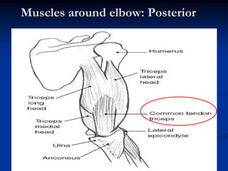 Muscles around elbow: Posterior
 