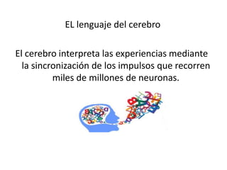 EL lenguaje del cerebro
El cerebro interpreta las experiencias mediante
la sincronización de los impulsos que recorren
miles de millones de neuronas.
 