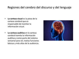 • La corteza visual es la pieza de la
corteza cerebral que es
responsable de tramitar la
información visual.
• La corteza auditiva en la corteza
cerebral tramita la información
auditiva y como parte del sistema
sensorial para oír, realiza funciones
básicas y más altas de la audiencia.
Regiones del cerebro del discurso y del lenguaje
 