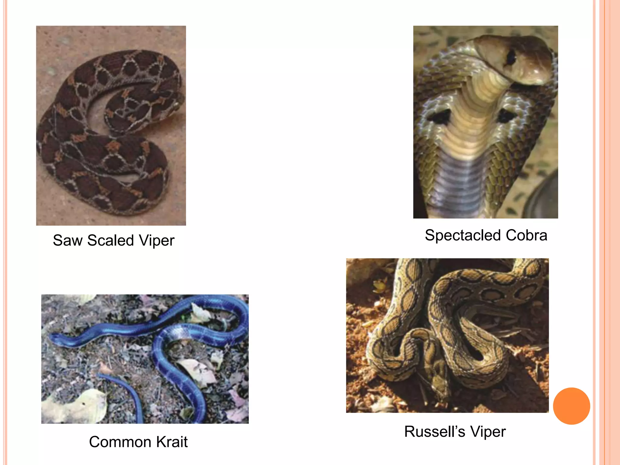 Saw Scaled Viper
Common Krait
Spectacled Cobra
Russell’s Viper
 