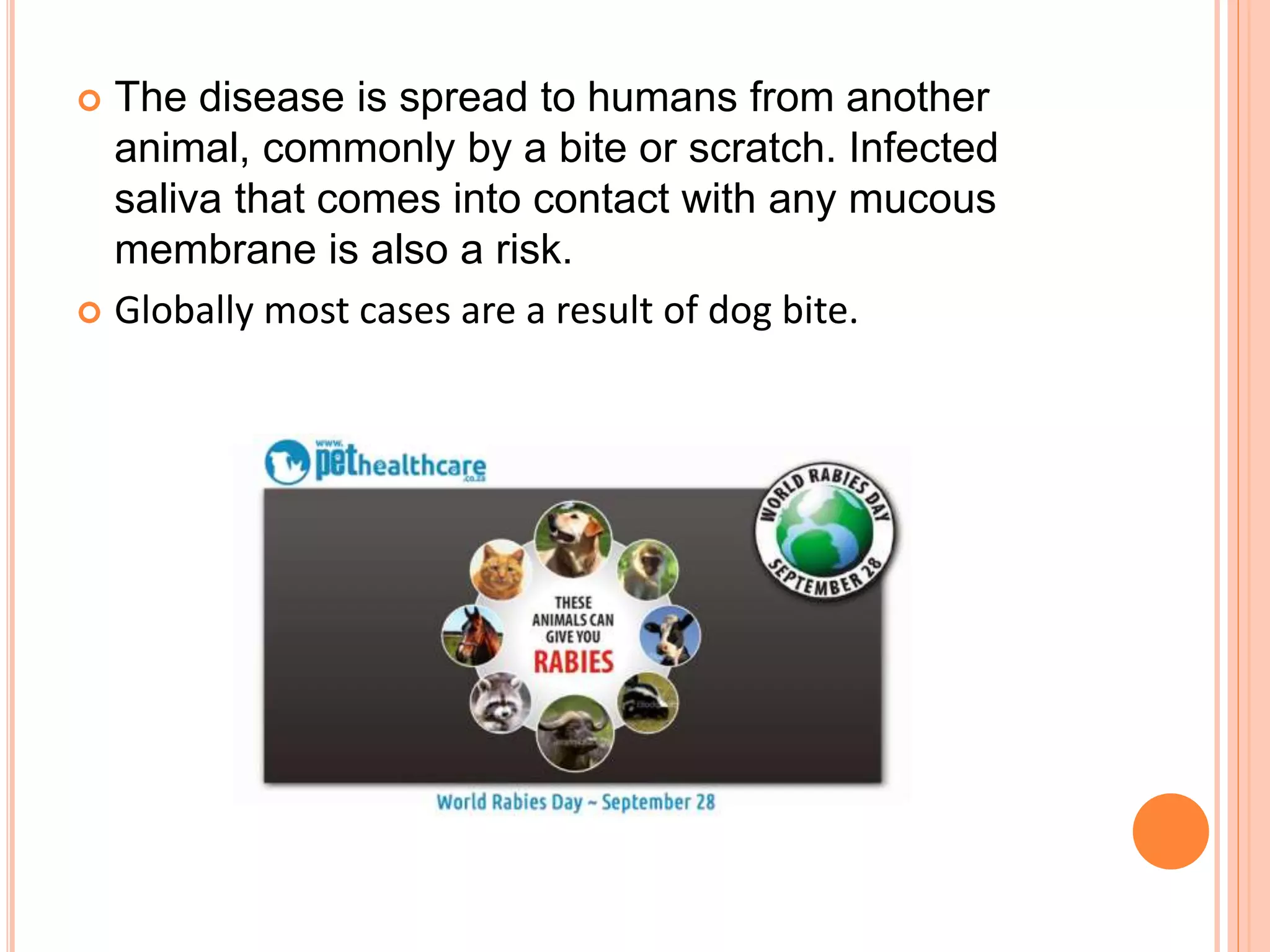  The disease is spread to humans from another
animal, commonly by a bite or scratch. Infected
saliva that comes into contact with any mucous
membrane is also a risk.
 Globally most cases are a result of dog bite.
 