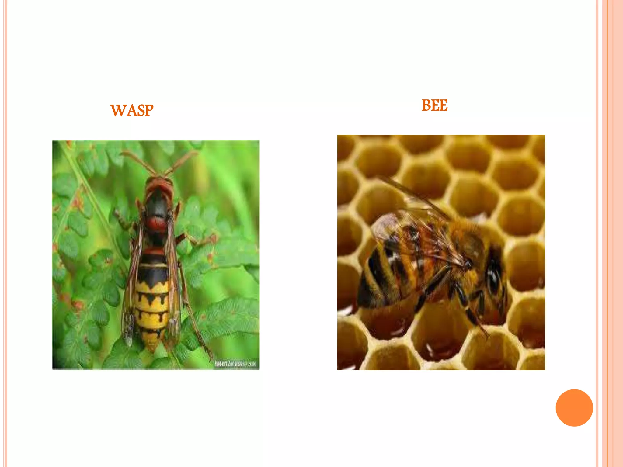 WASP BEE
 