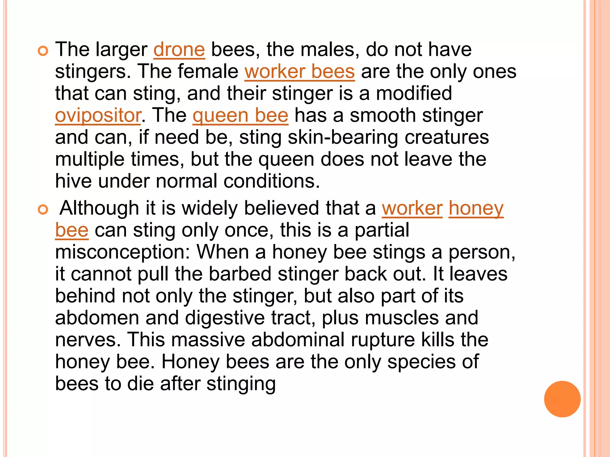  The larger drone bees, the males, do not have
stingers. The female worker bees are the only ones
that can sting, and their stinger is a modified
ovipositor. The queen bee has a smooth stinger
and can, if need be, sting skin-bearing creatures
multiple times, but the queen does not leave the
hive under normal conditions.
 Although it is widely believed that a worker honey
bee can sting only once, this is a partial
misconception: When a honey bee stings a person,
it cannot pull the barbed stinger back out. It leaves
behind not only the stinger, but also part of its
abdomen and digestive tract, plus muscles and
nerves. This massive abdominal rupture kills the
honey bee. Honey bees are the only species of
bees to die after stinging
 