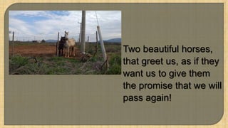 16
Two beautiful horses,
that greet us, as if they
want us to give them
the promise that we will
pass again!
 