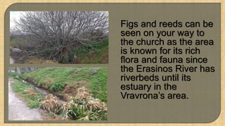 3
Figs and reeds can be
seen on your way to
the church as the area
is known for its rich
flora and fauna since
the Erasinos River has
riverbeds until its
estuary in the
Vravrona’s area.
 