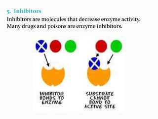 enzymes | PPTX
