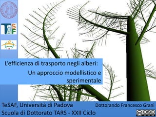 L’efficienza di trasporto negli alberi: Un approccio modellistico e sperimentale TeSAF, Università di PadovaScuola di Dottorato TARS - XXII Ciclo Dottorando Francesco Grani 