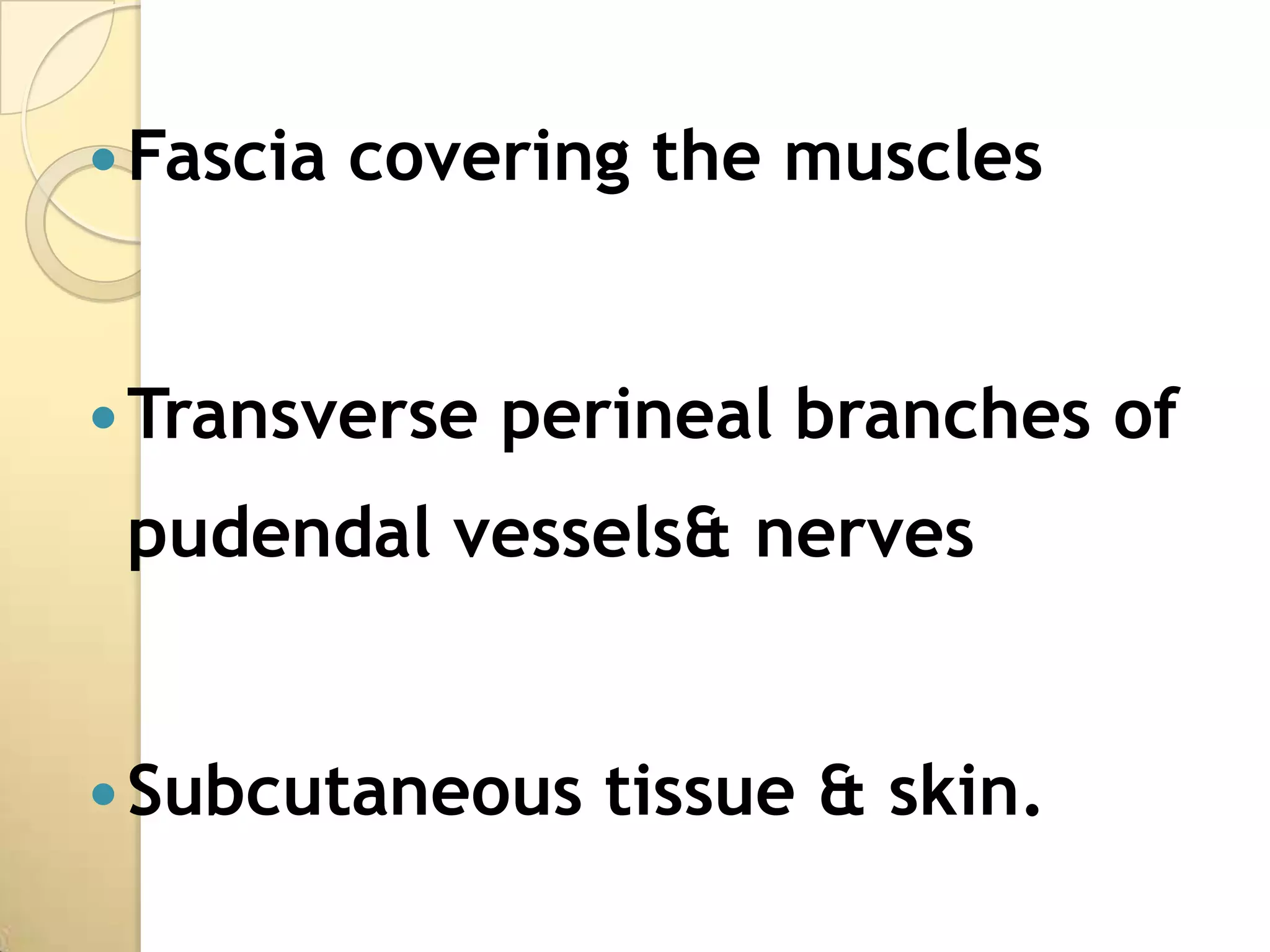  Fascia   covering the muscles


 Transverse   perineal branches of
 pudendal vessels& nerves


 Subcutaneous    tissue & skin.
 