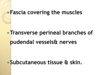  Fascia   covering the muscles


 Transverse   perineal branches of
 pudendal vessels& nerves


 Subcutaneous    tissue & skin.
 
