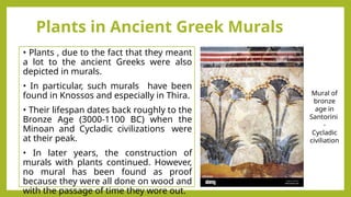 Plants in Ancient Greek Murals
• Plants , due to the fact that they meant
a lot to the ancient Greeks were also
depicted in murals.
• In particular, such murals have been
found in Knossos and especially in Thira.
• Their lifespan dates back roughly to the
Bronze Age (3000-1100 BC) when the
Minoan and Cycladic civilizations were
at their peak.
• In later years, the construction of
murals with plants continued. However,
no mural has been found as proof
because they were all done on wood and
with the passage of time they wore out.
Mural of
bronze
age in
Santorini
-
Cycladic
civiliation
 