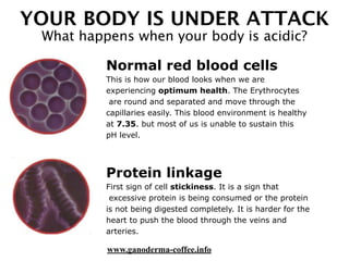 YOUR BODY IS UNDER ATTACK
What happens when your body is acidic?
Normal red blood cells
This is how our blood looks when we are
experiencing optimum health. The Erythrocytes
are round and separated and move through the
capillaries easily. This blood environment is healthy
at 7.35. but most of us is unable to sustain this
pH level.
Protein linkage
First sign of cell stickiness. It is a sign that
excessive protein is being consumed or the protein
is not being digested completely. It is harder for the
heart to push the blood through the veins and
arteries.
www.ganoderma-coffee.info
 