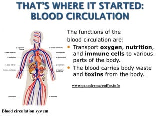 THAT’S WHERE IT STARTED:
BLOOD CIRCULATION
Blood circulation system
The functions of the
blood circulation are:
 Transport oxygen, nutrition,
and immune cells to various
parts of the body.
 The blood carries body waste
and toxins from the body.
www.ganoderma-coffee.info
 