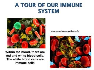 A TOUR OF OUR IMMUNE
SYSTEM
Within the blood, there are
red and white blood cells.
The white blood cells are
immune cells.
www.ganoderma-coffee.info
 