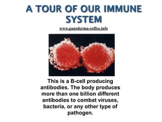 This is a B-cell producing
antibodies. The body produces
more than one billion different
antibodies to combat viruses,
bacteria, or any other type of
pathogen.
A TOUR OF OUR IMMUNE
SYSTEM
www.ganoderma-coffee.info
 